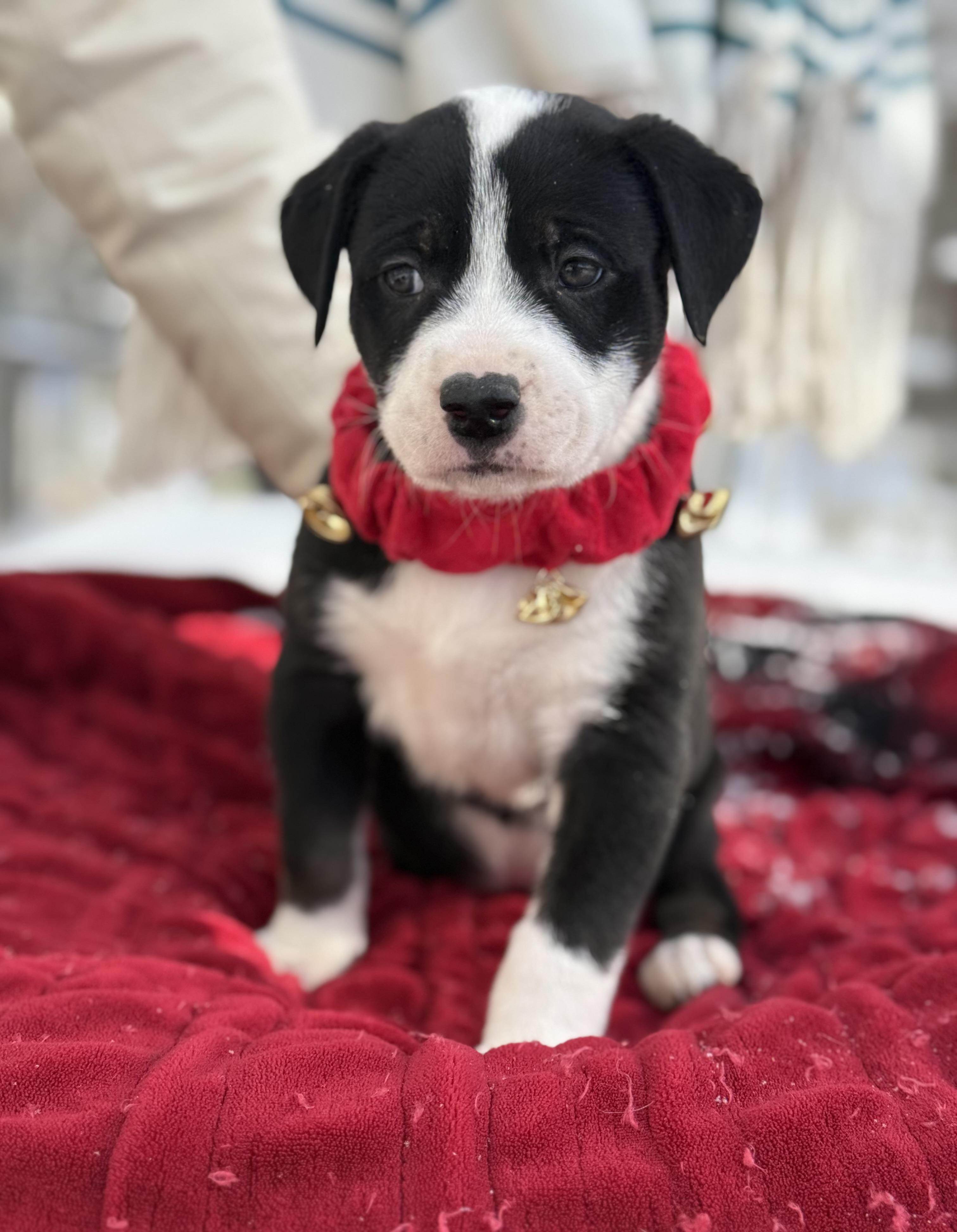 Panda Bear , an adopted mixed breed in White Lake, MI image 3/5