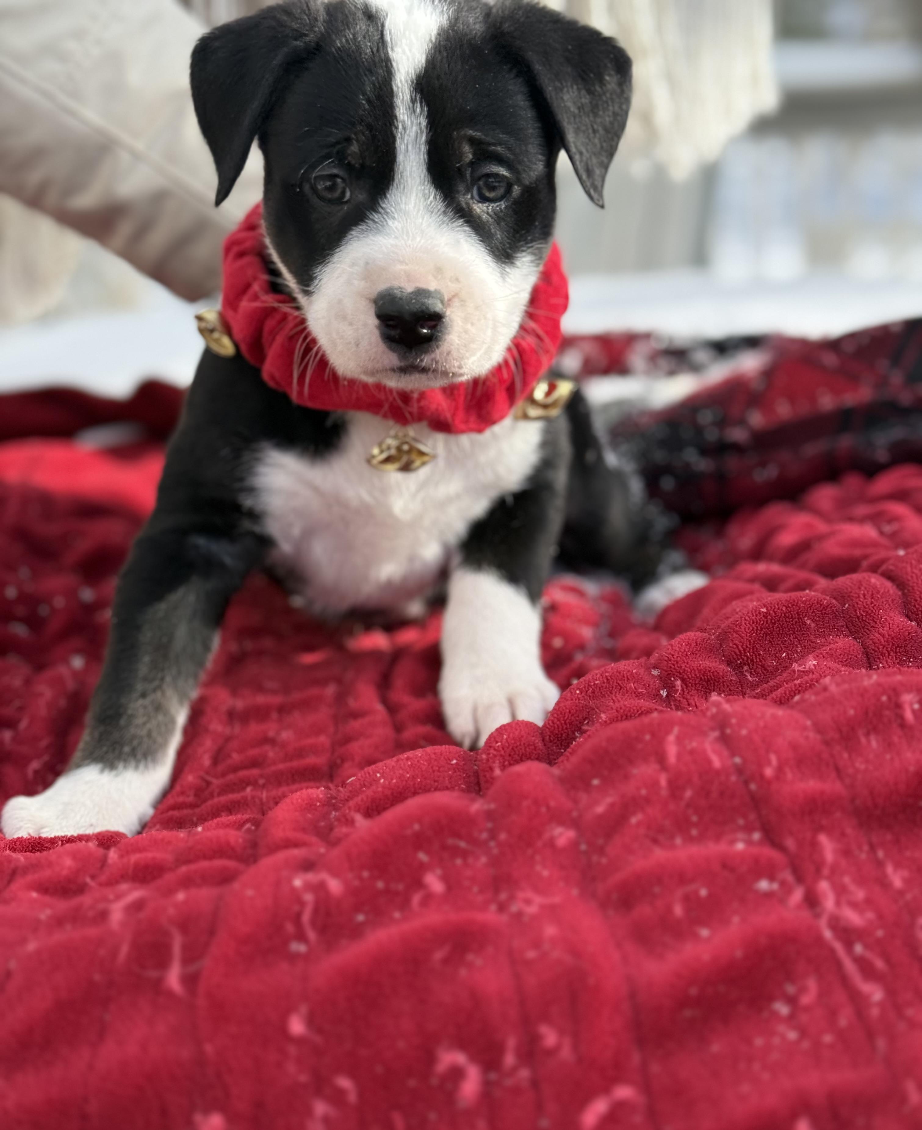 Panda Bear , an adopted mixed breed in White Lake, MI image 4/5