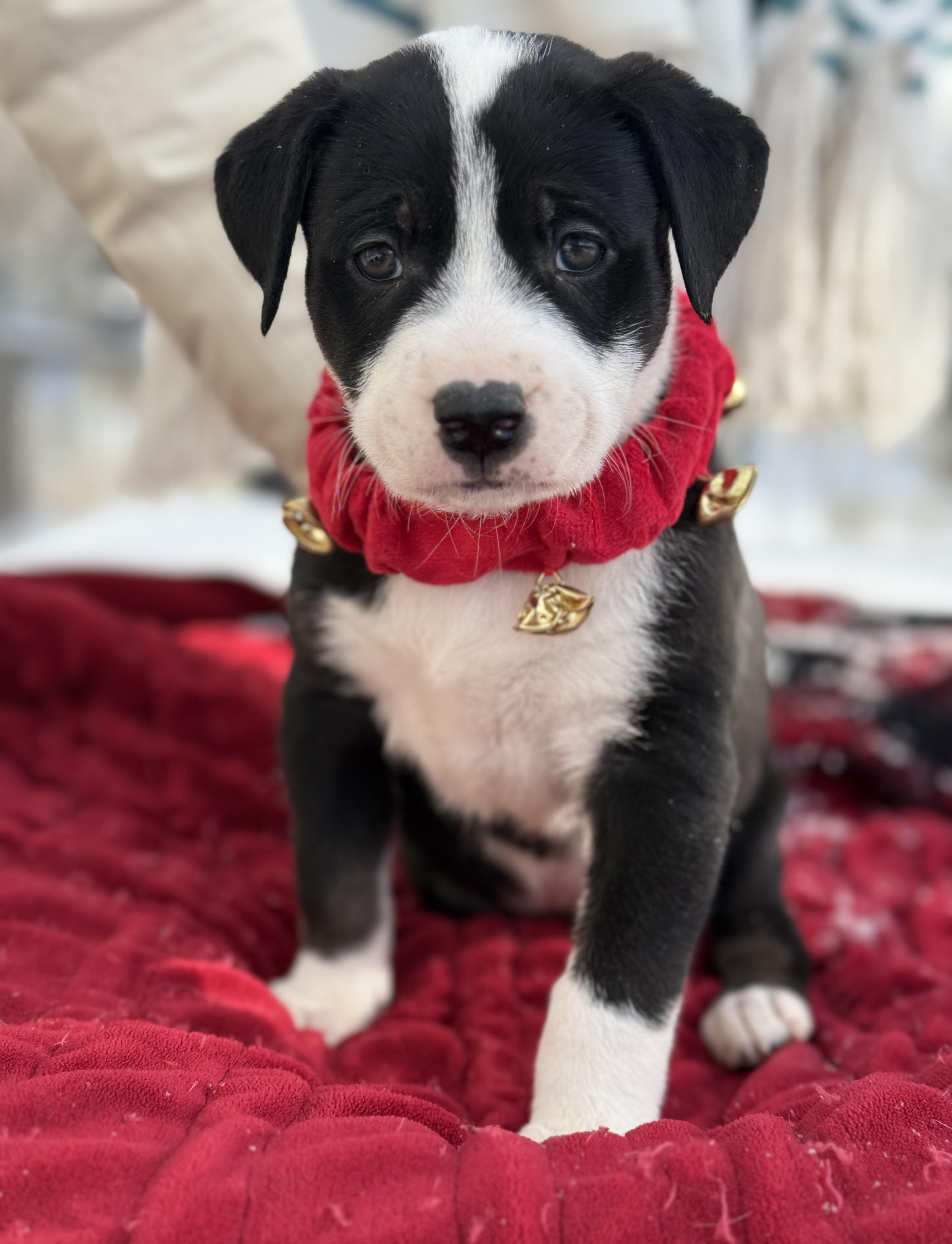 Panda Bear , an adopted mixed breed in White Lake, MI image 5/5