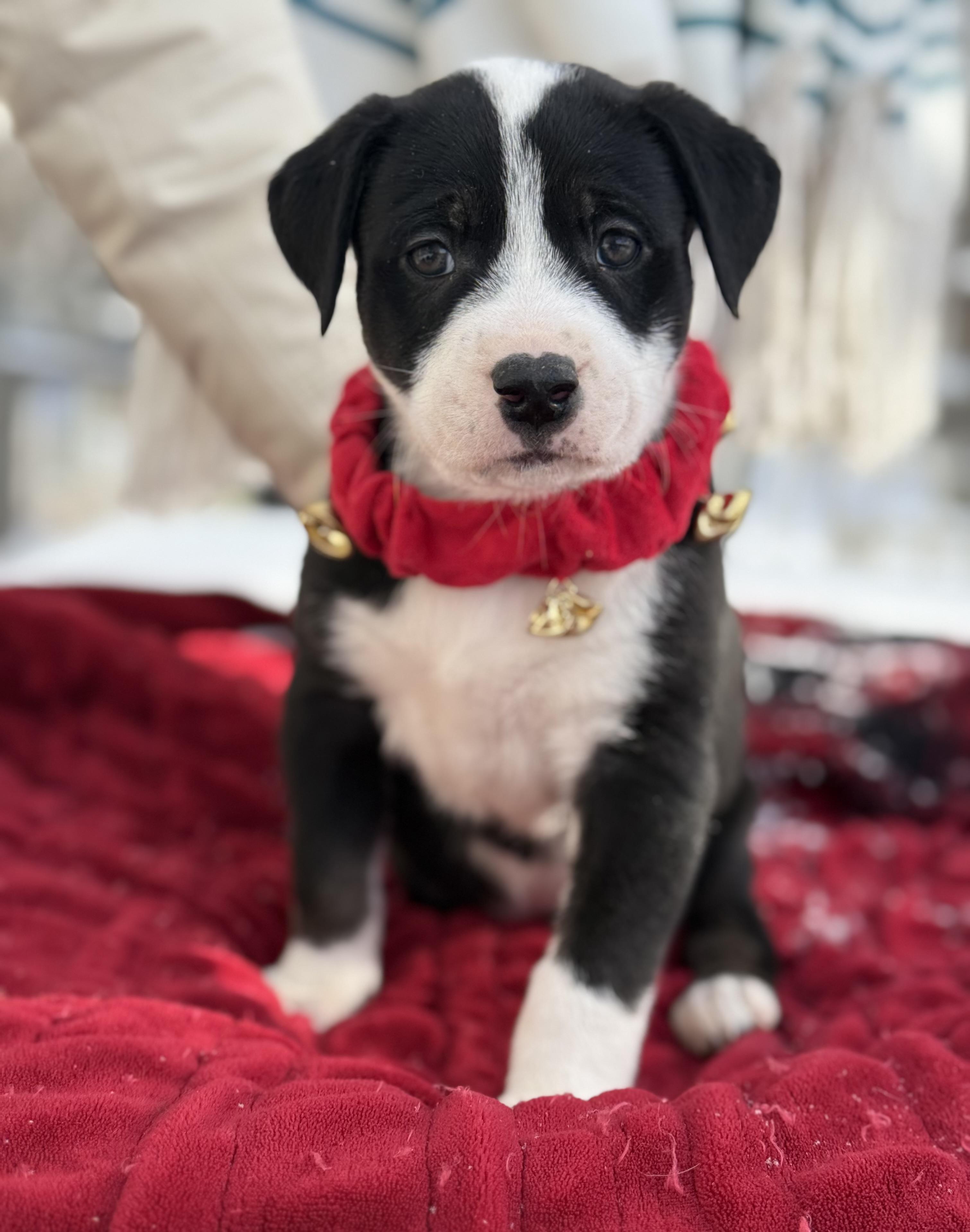 Panda Bear , an adopted mixed breed in White Lake, MI image 1/5