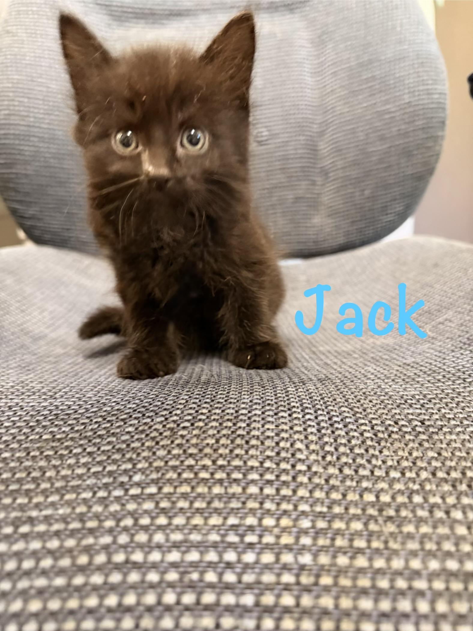 Enlarge Jack, a ADOPTABLE Domestic Medium Hair in Crescent City, CA image 1/1