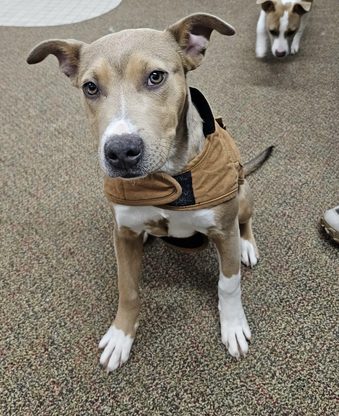 Slate, ADOPTABLE, Puppy Male American Staffordshire Terrier & Australian Kelpie.