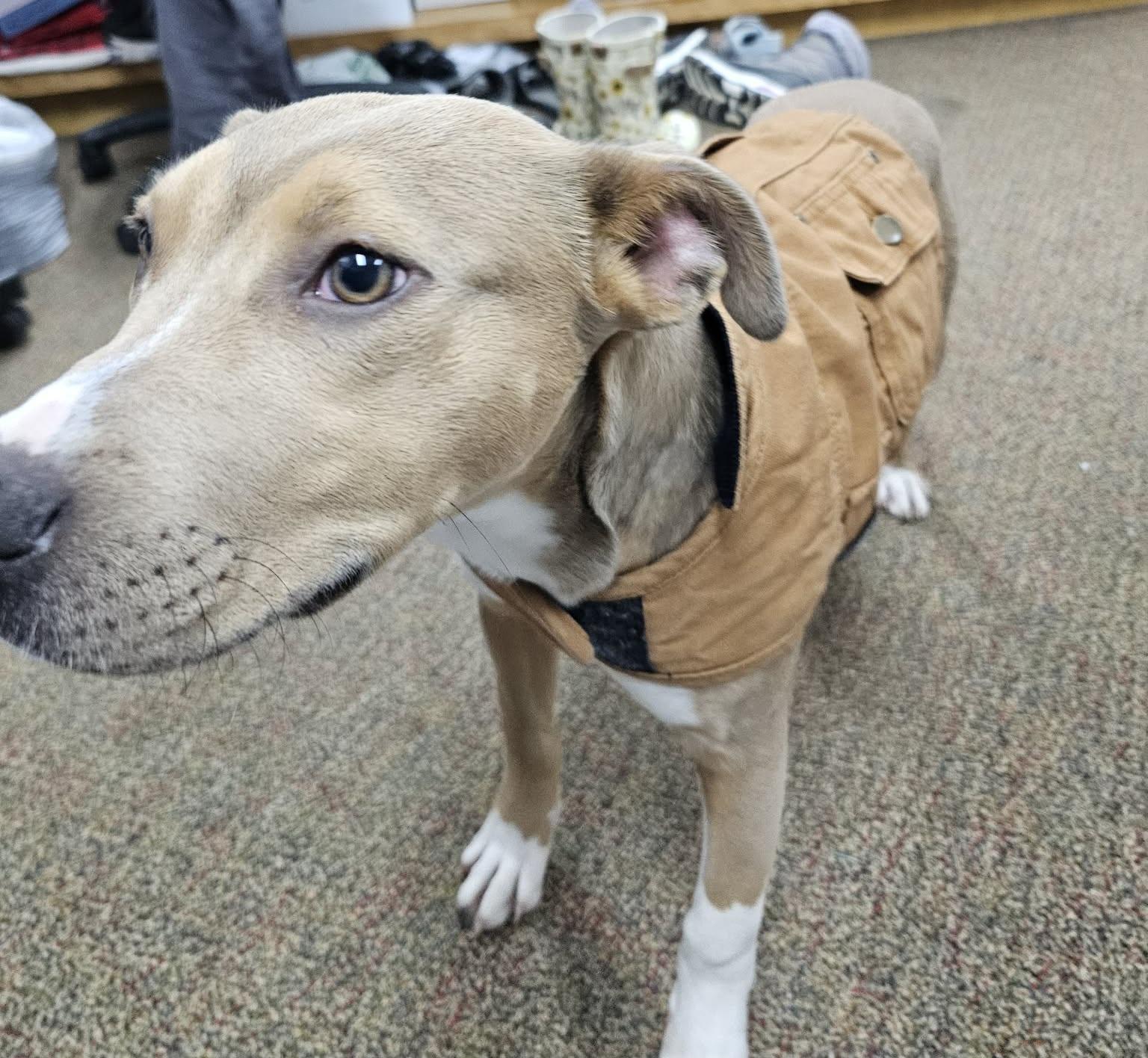 Slate, a ADOPTABLE mixed breed in Newcastle, WY image 2/3