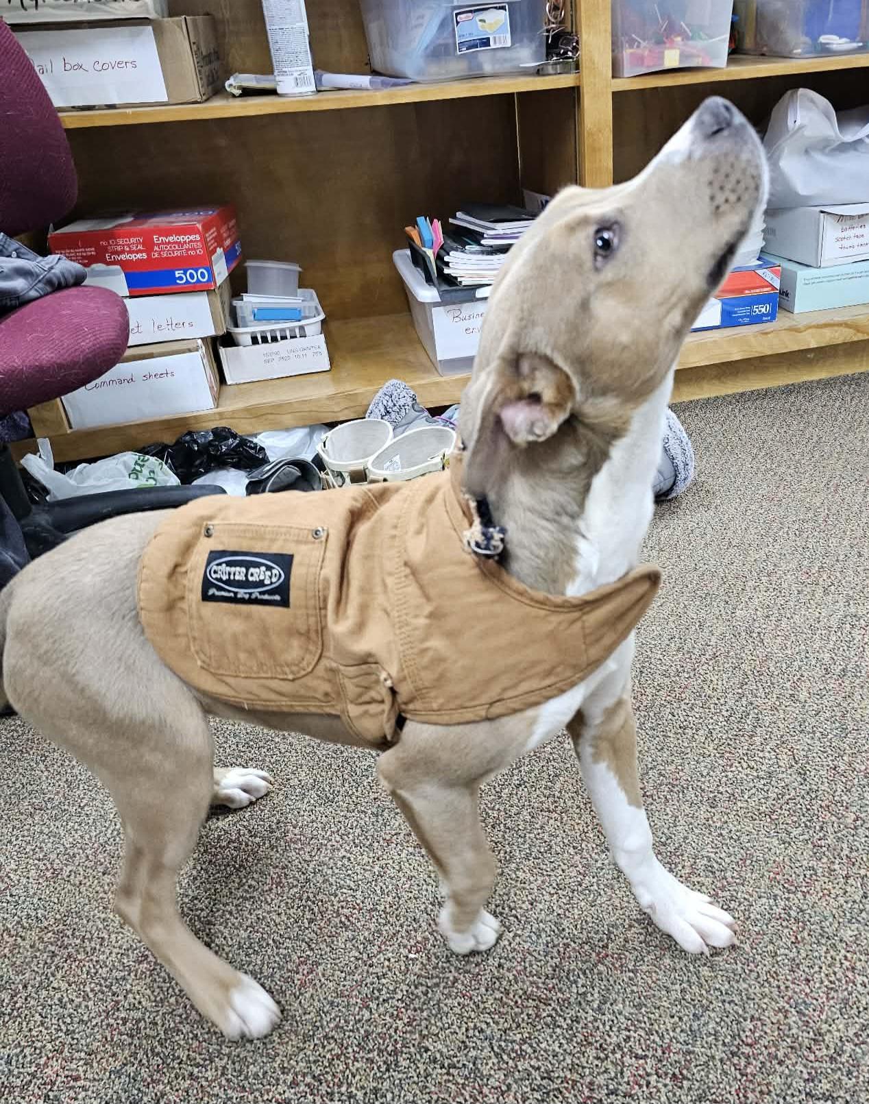 Slate, a ADOPTABLE mixed breed in Newcastle, WY image 3/3