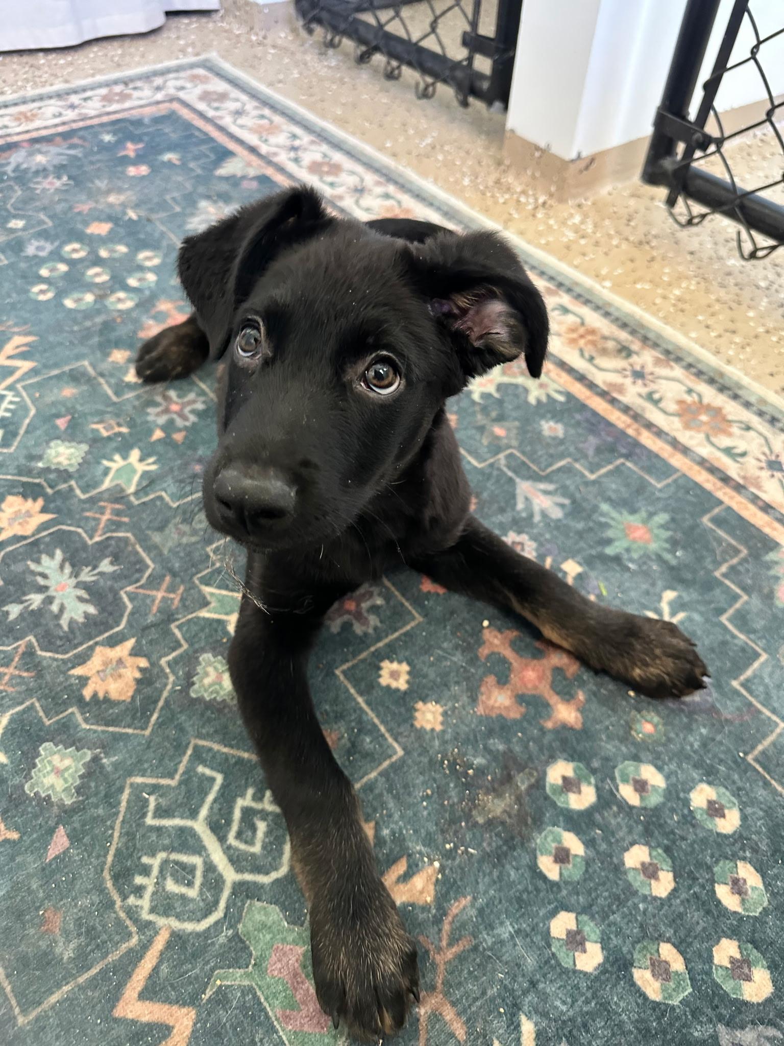 Enlarge Teddy, a Adoptable mixed breed in Putnam, CT image 3/4
