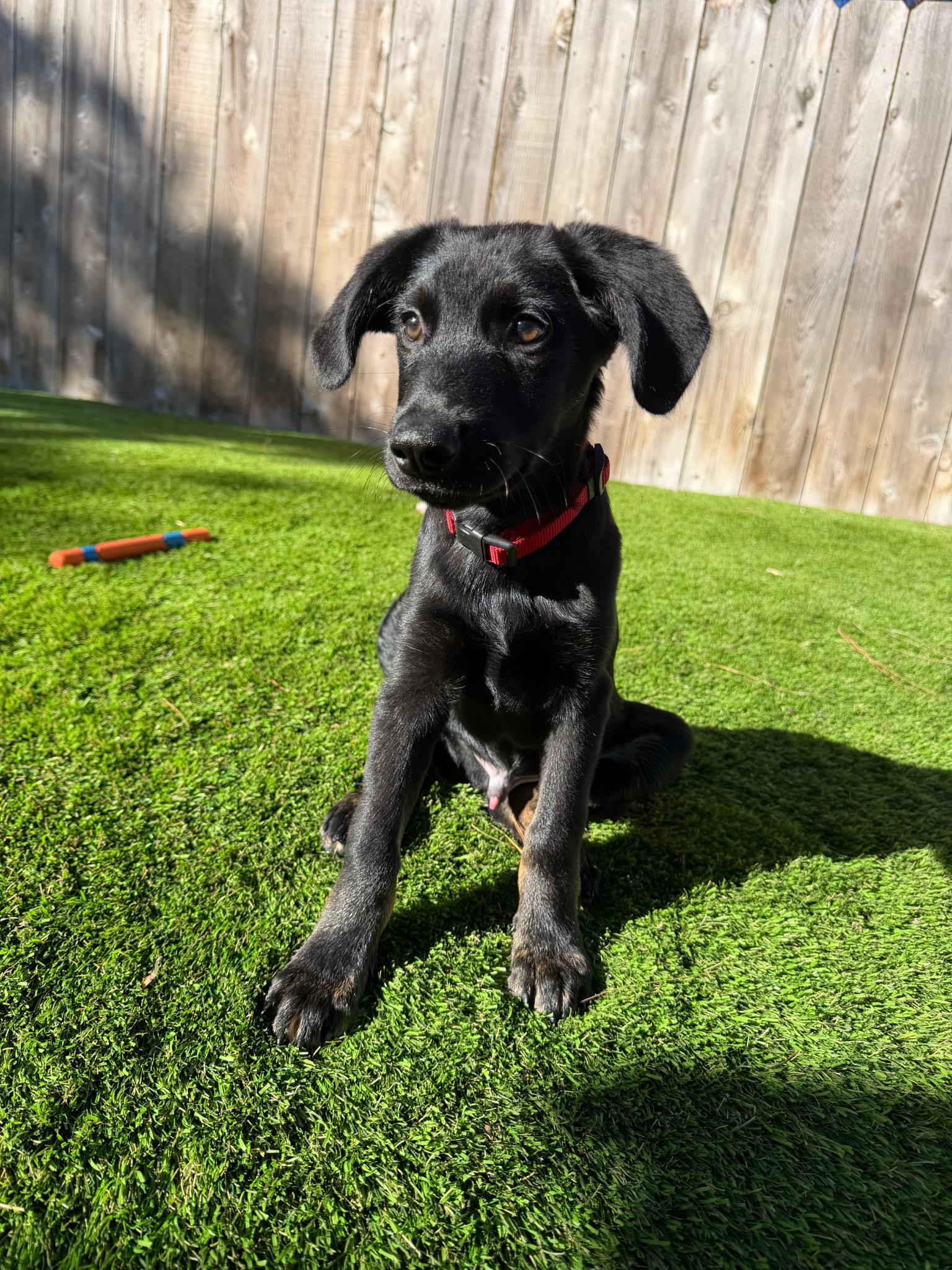 Enlarge Teddy, a Adoptable mixed breed in Putnam, CT image 1/4