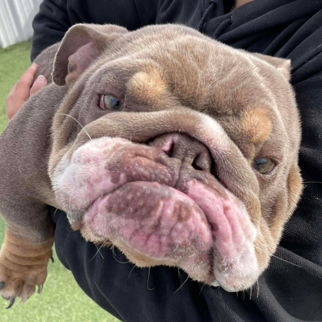 Enlarge Baby Bubs, a Adoptable English Bulldog in Loves Park, IL image 1/3
