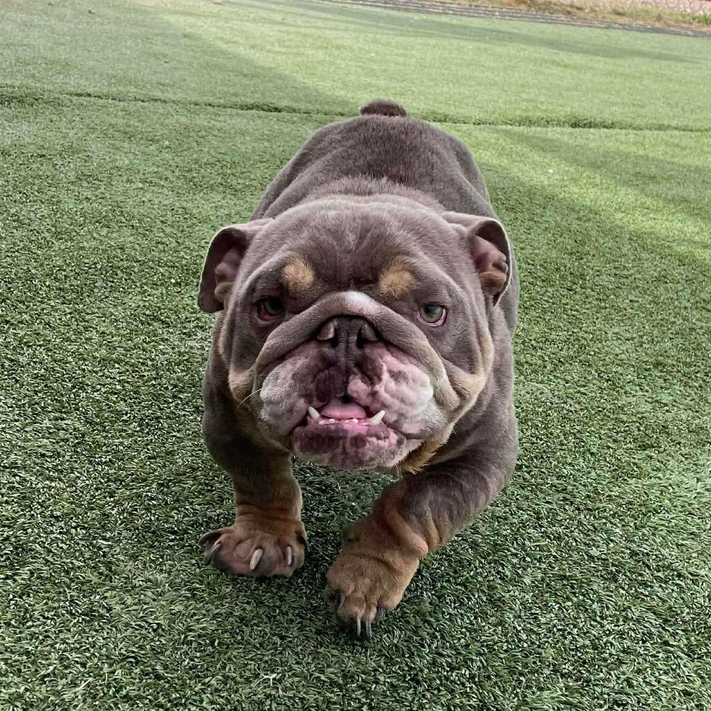Enlarge Baby Bubs, a Adoptable English Bulldog in Loves Park, IL image 2/3