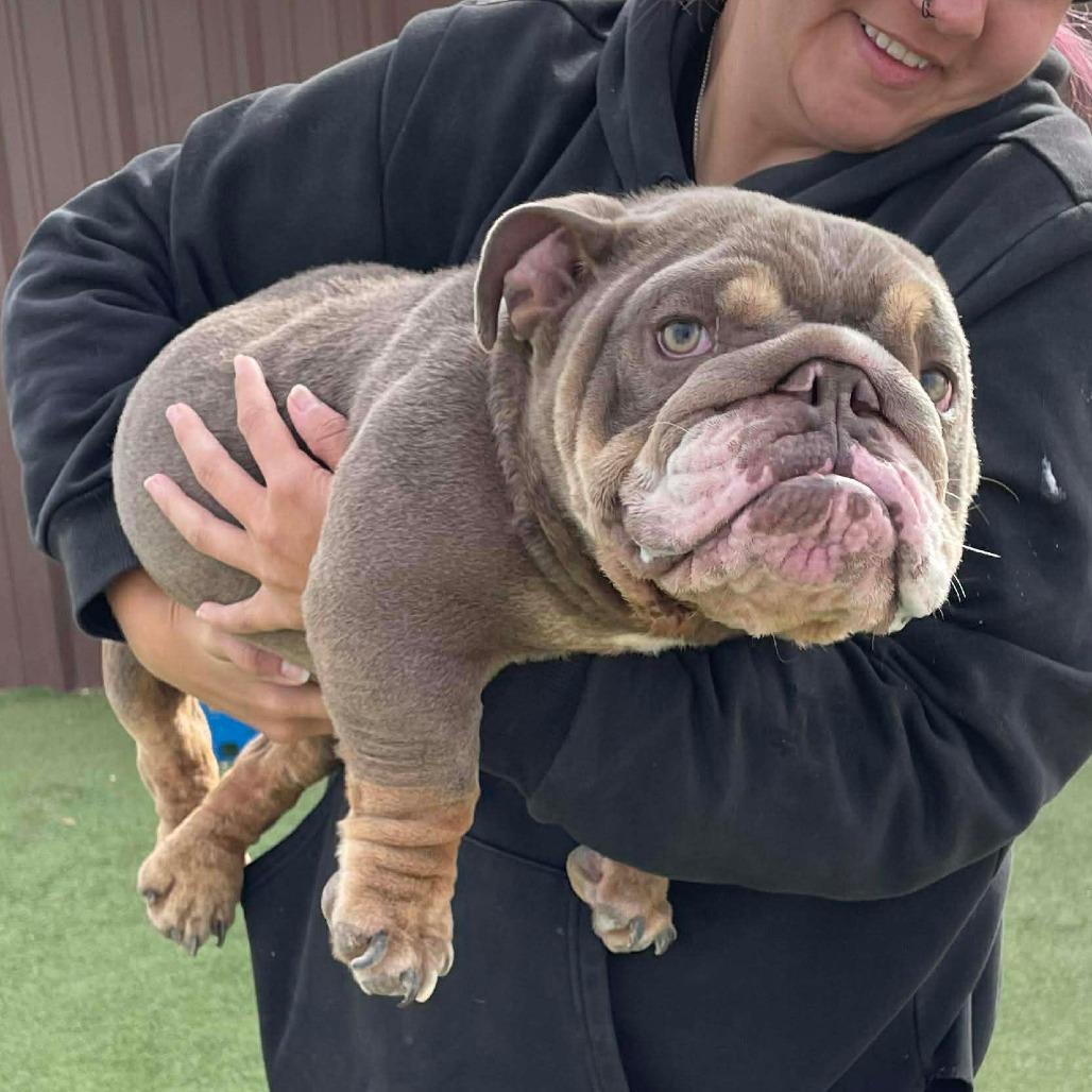 Enlarge Baby Bubs, a Adoptable English Bulldog in Loves Park, IL image 3/3