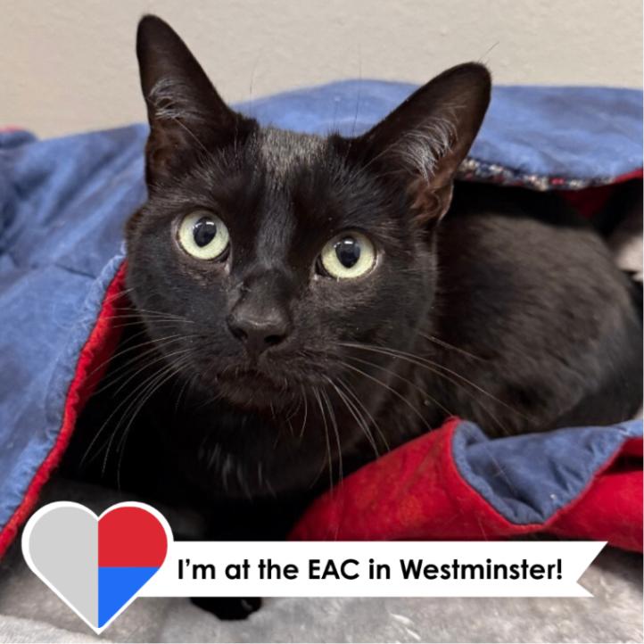 Jemma, a Adoptable Domestic Short Hair in Westminster, CO image 1/5