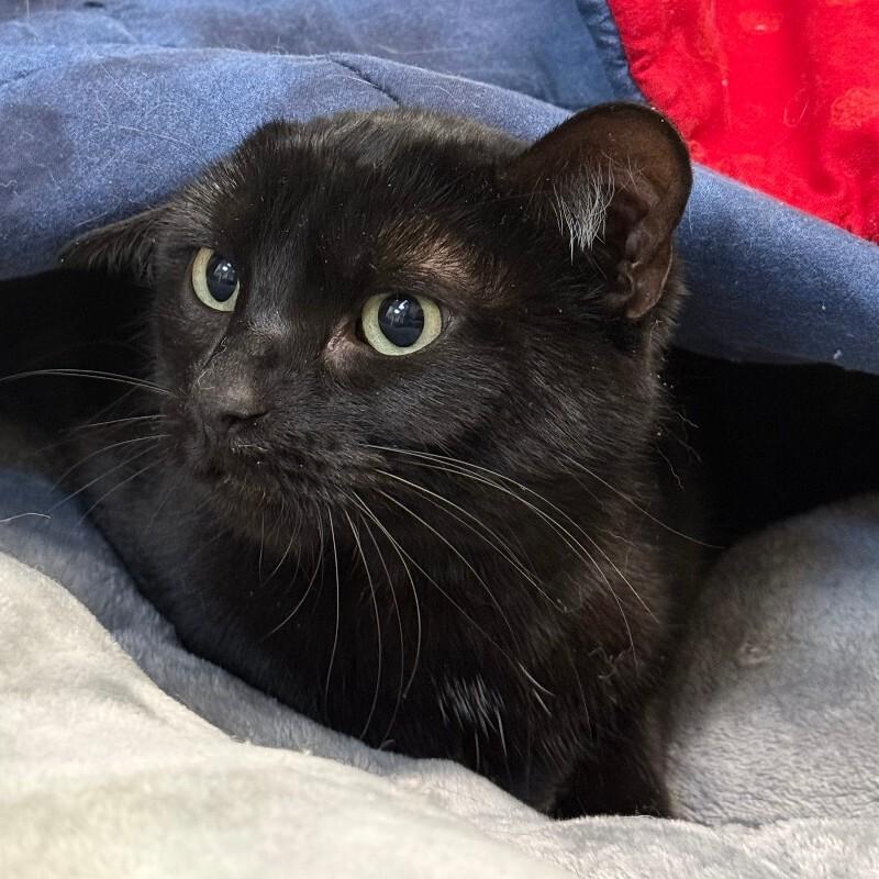 Jemma, Adoptable, Adult Female Domestic Short Hair.