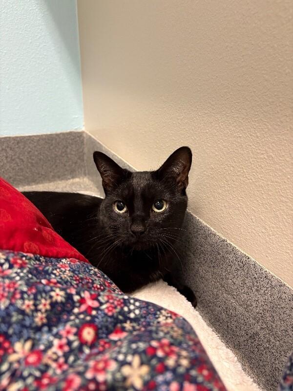 Enlarge Jemma, a Adoptable Domestic Short Hair in Westminster, CO image 2/2