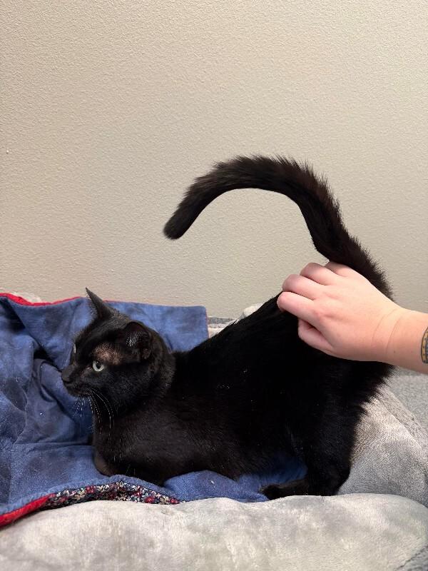 Jemma, a Adoptable Domestic Short Hair in Westminster, CO image 4/5