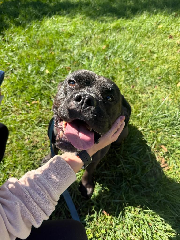 Enlarge Phineas, a Adoptable mixed breed in Hyde Park, NY image 1/4