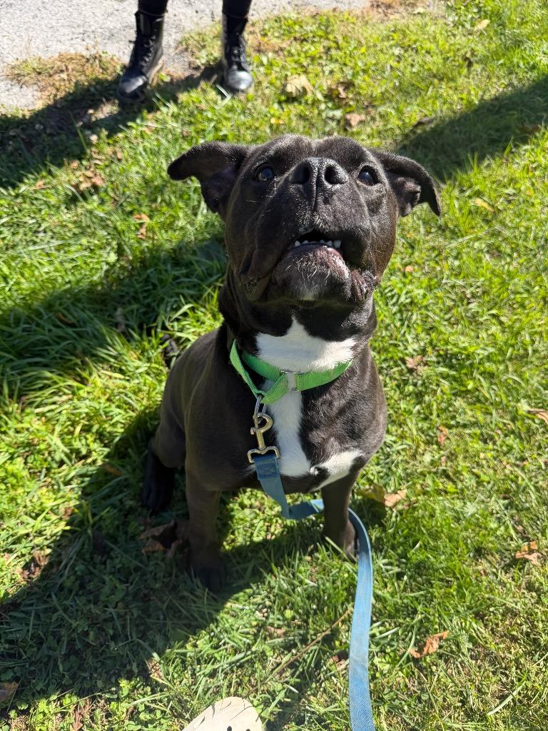 Enlarge Phineas, a Adoptable mixed breed in Hyde Park, NY image 2/4