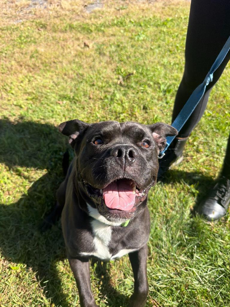 Enlarge Phineas, a Adoptable mixed breed in Hyde Park, NY image 3/4