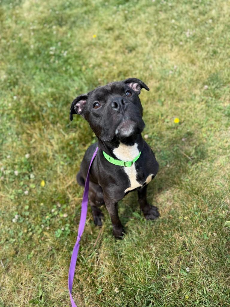 Phineas, Adoptable, Adult Male Mixed Breed.
