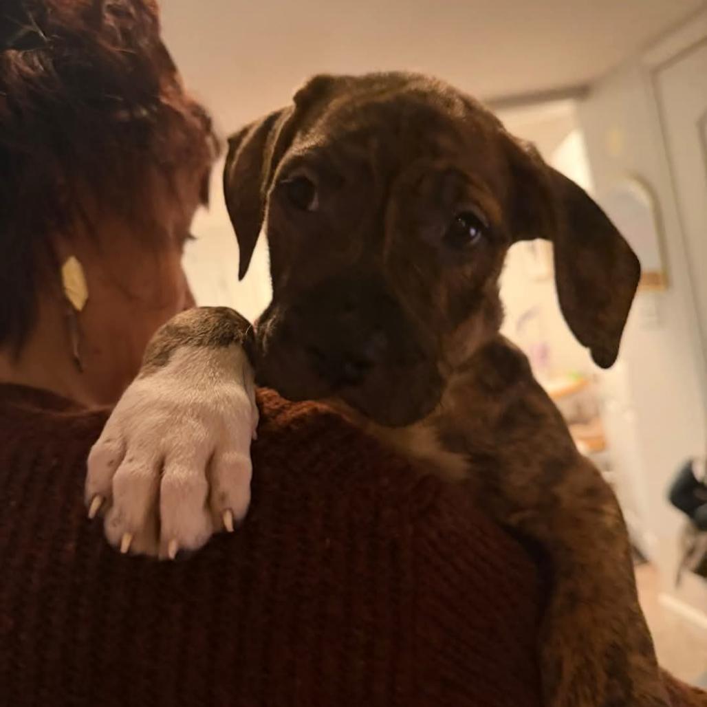 Enlarge Hendrix, a Adoptable Mixed Breed in DeKalb, IL image 1/2