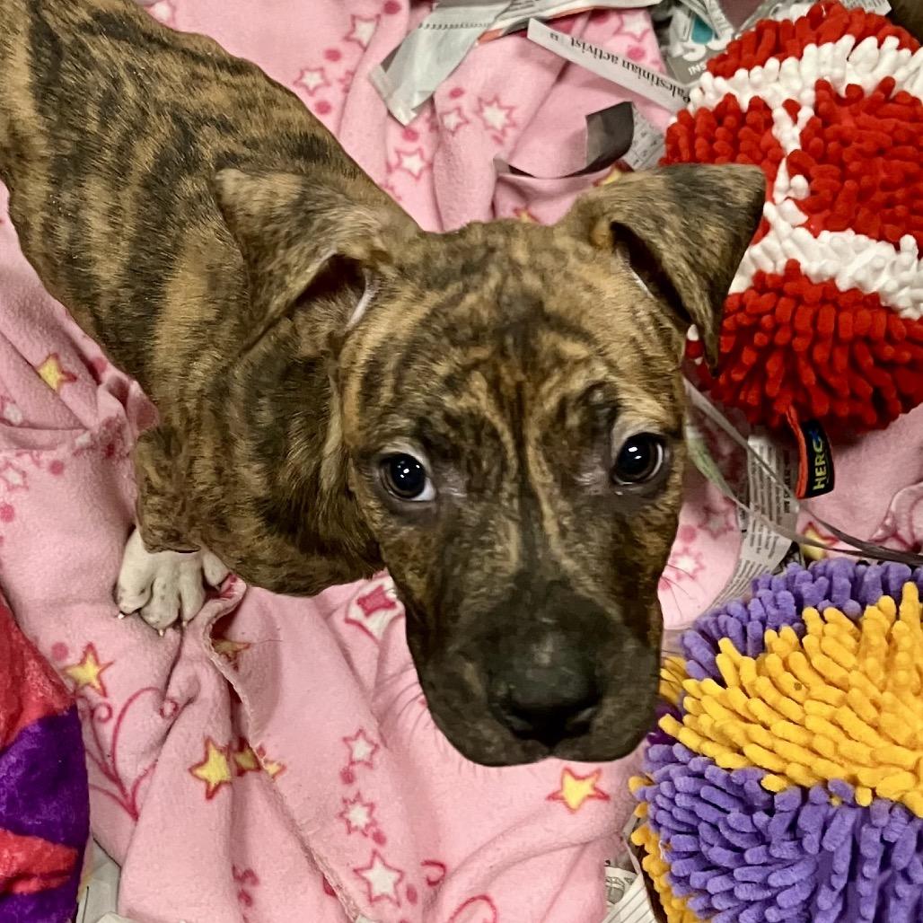 Enlarge Hendrix, a Adoptable Mixed Breed in DeKalb, IL image 2/2