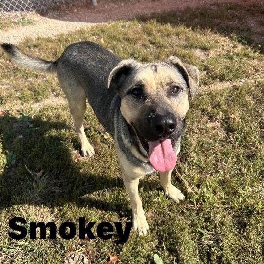 Enlarge Smokey, a Adoptable mixed breed in Novelty, OH image 1/1
