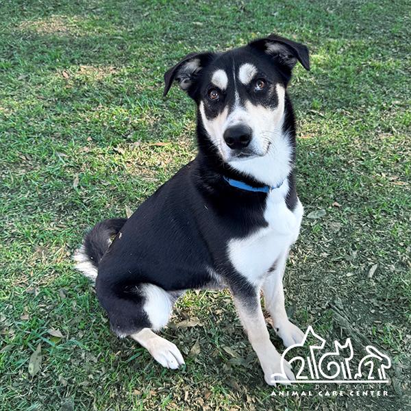 Enlarge KIRA, a Adoptable Siberian Husky in Irvine, CA image 1/1