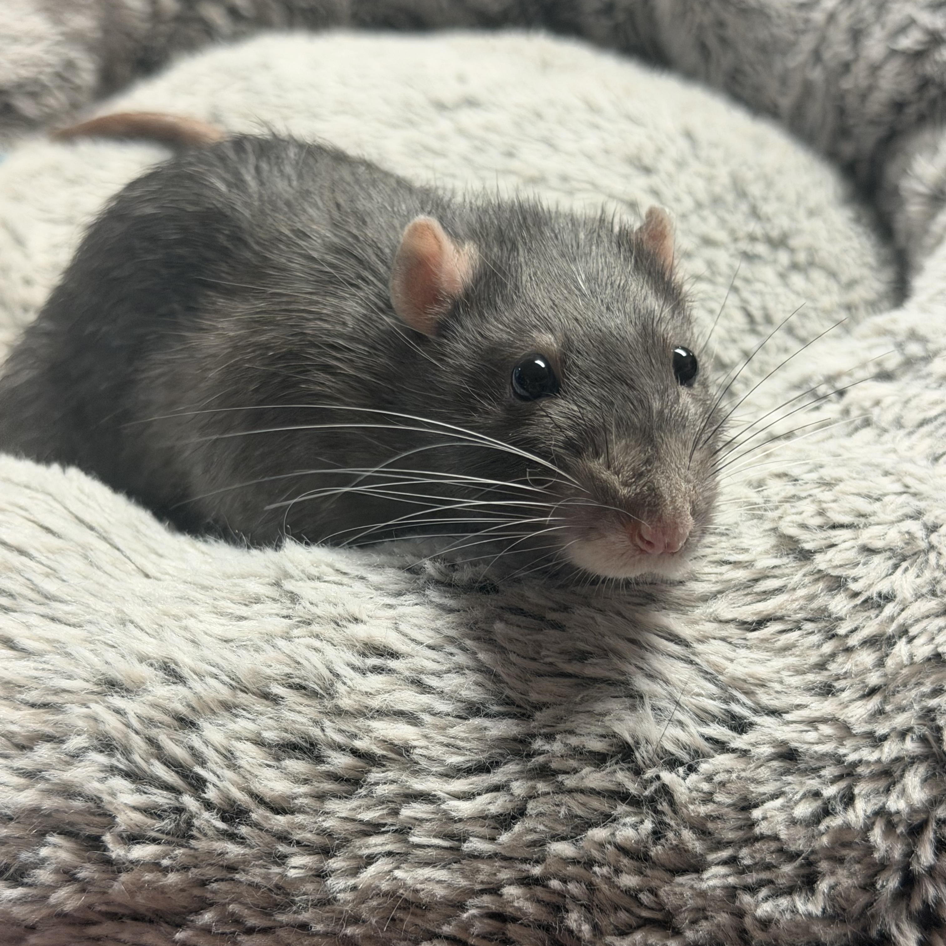 Enlarge 4 boys, a Adoptable Rat in Edinburg, PA image 3/5