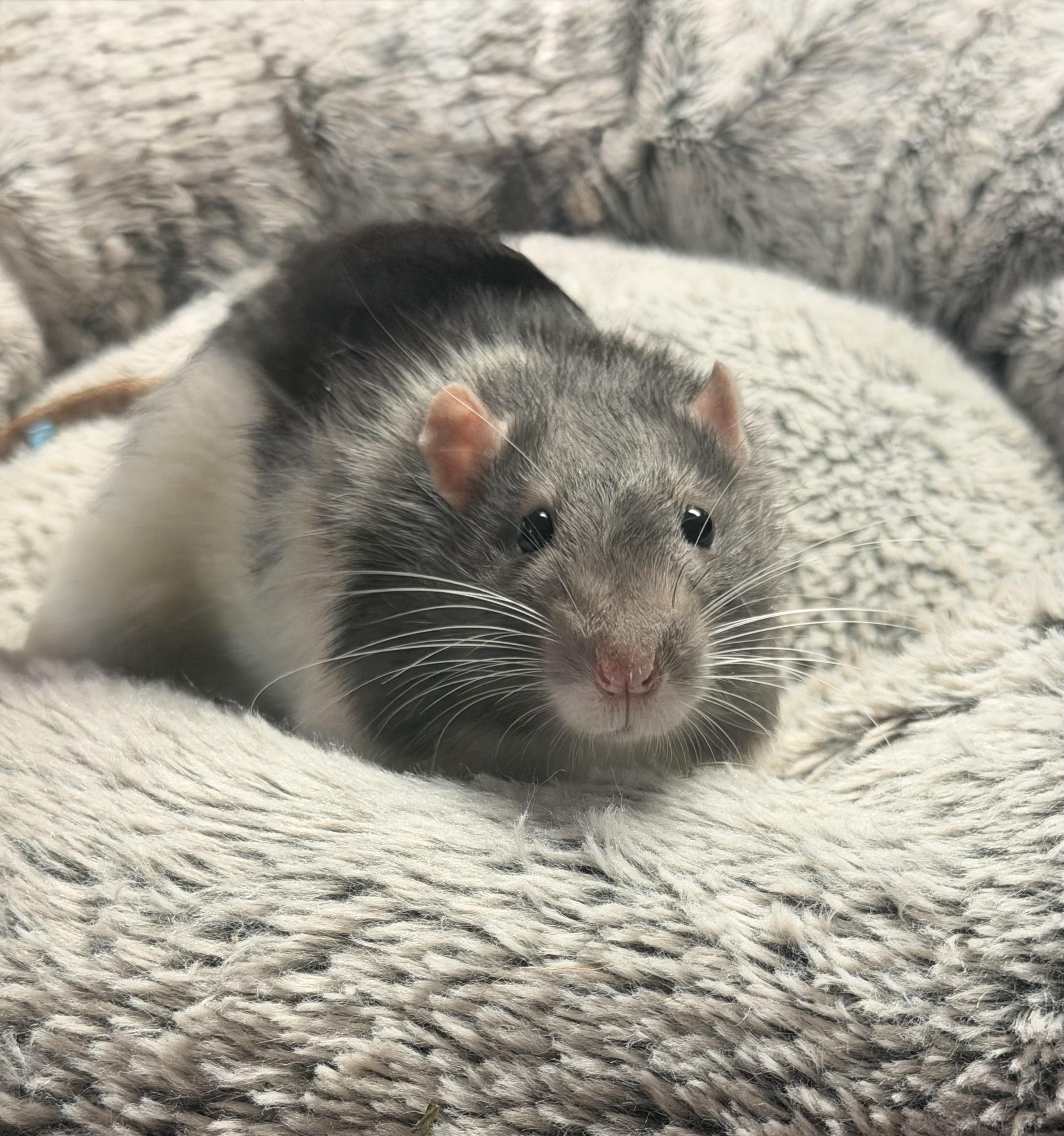 4 boys, Adoptable, Adult Male Rat.