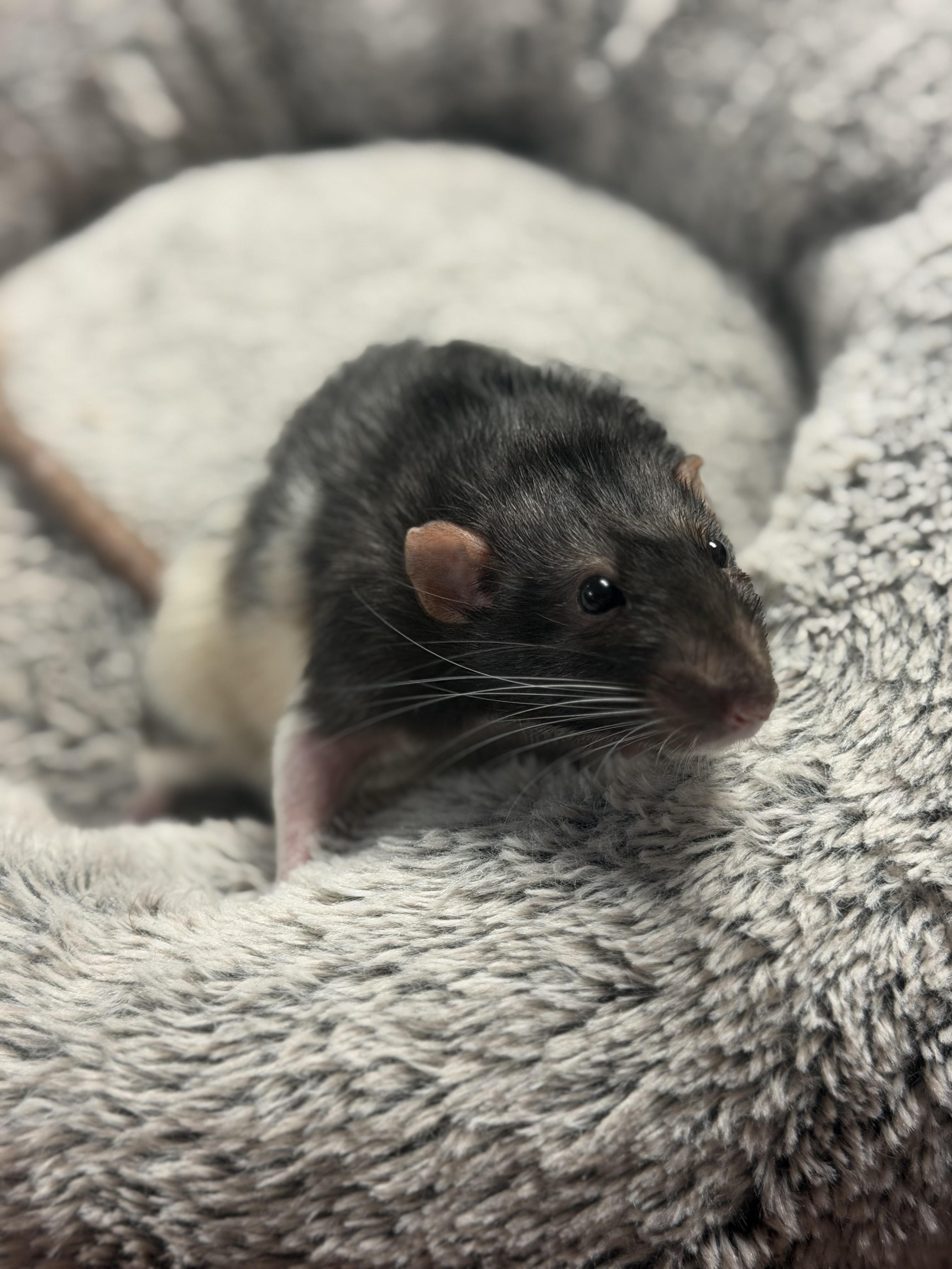 Enlarge 4 boys, a Adoptable Rat in Edinburg, PA image 5/5