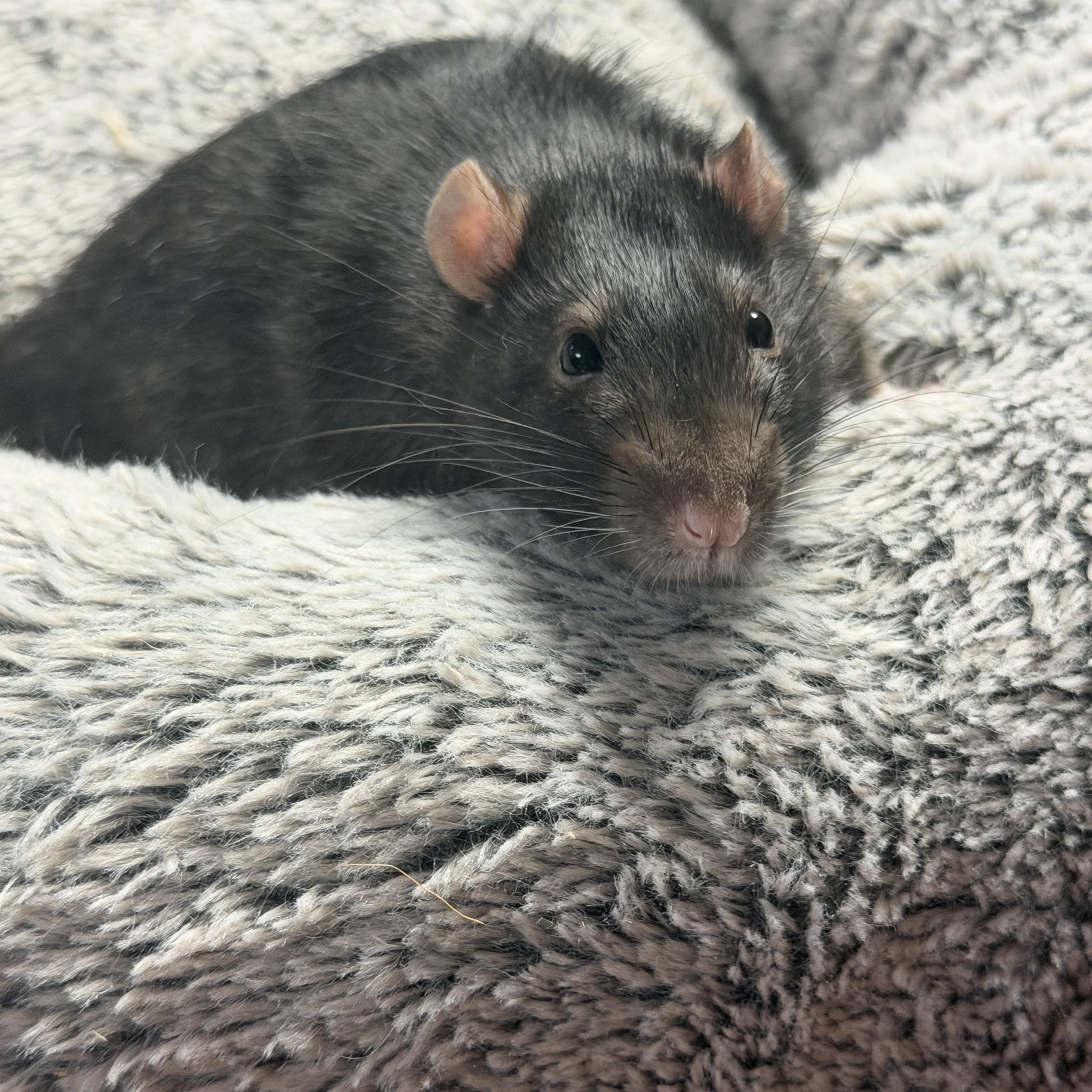 Enlarge 4 boys, a Adoptable Rat in Edinburg, PA image 4/5