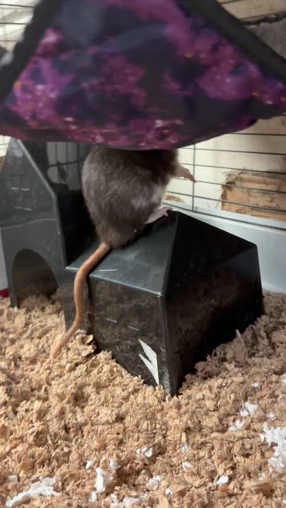 Enlarge 4 boys, a Adoptable Rat in Edinburg, PA video 2/5