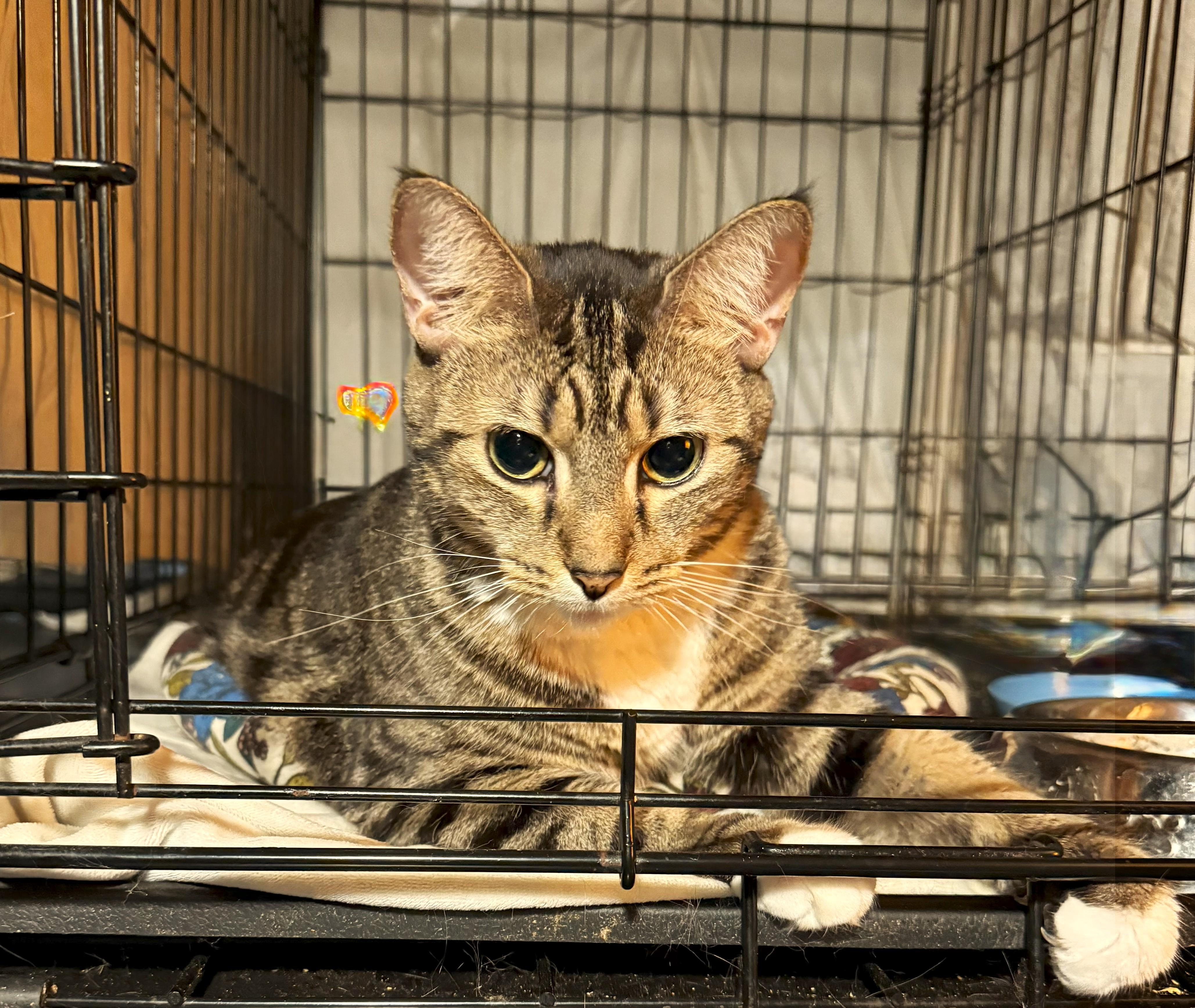 Enlarge Calista, an adopted Tabby in East Orange, NJ image 1/2