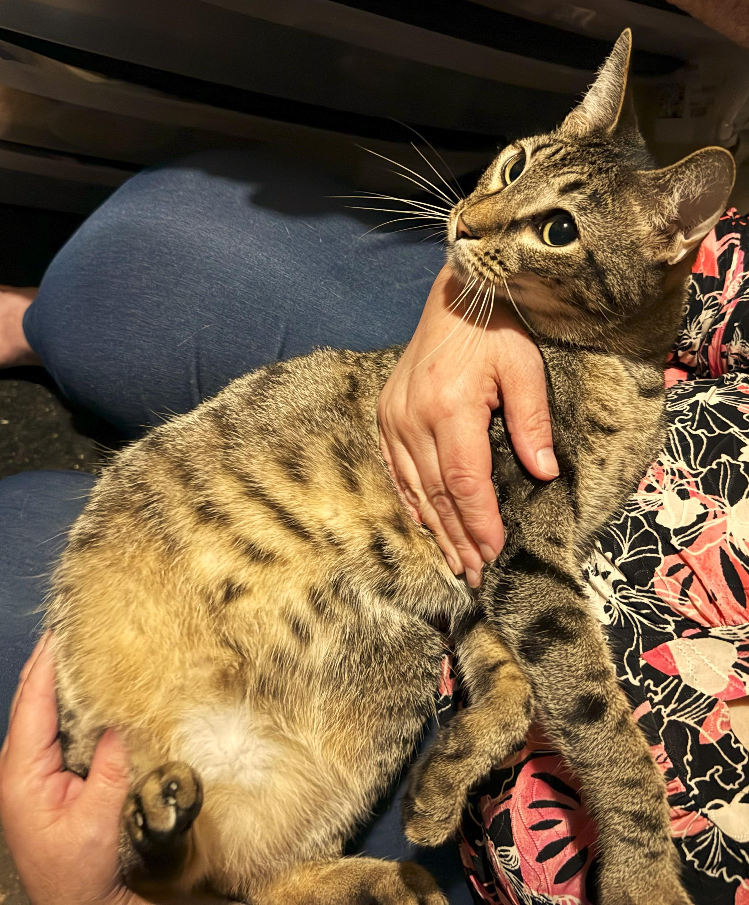 Enlarge Calista, an adopted Tabby in East Orange, NJ image 2/2