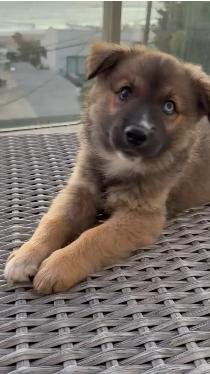 Enlarge Orion, an adopted mixed breed in Inglewood, CA image 1/5
