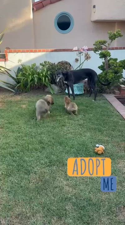 Enlarge Orion, an adopted mixed breed in Inglewood, CA video 5/5