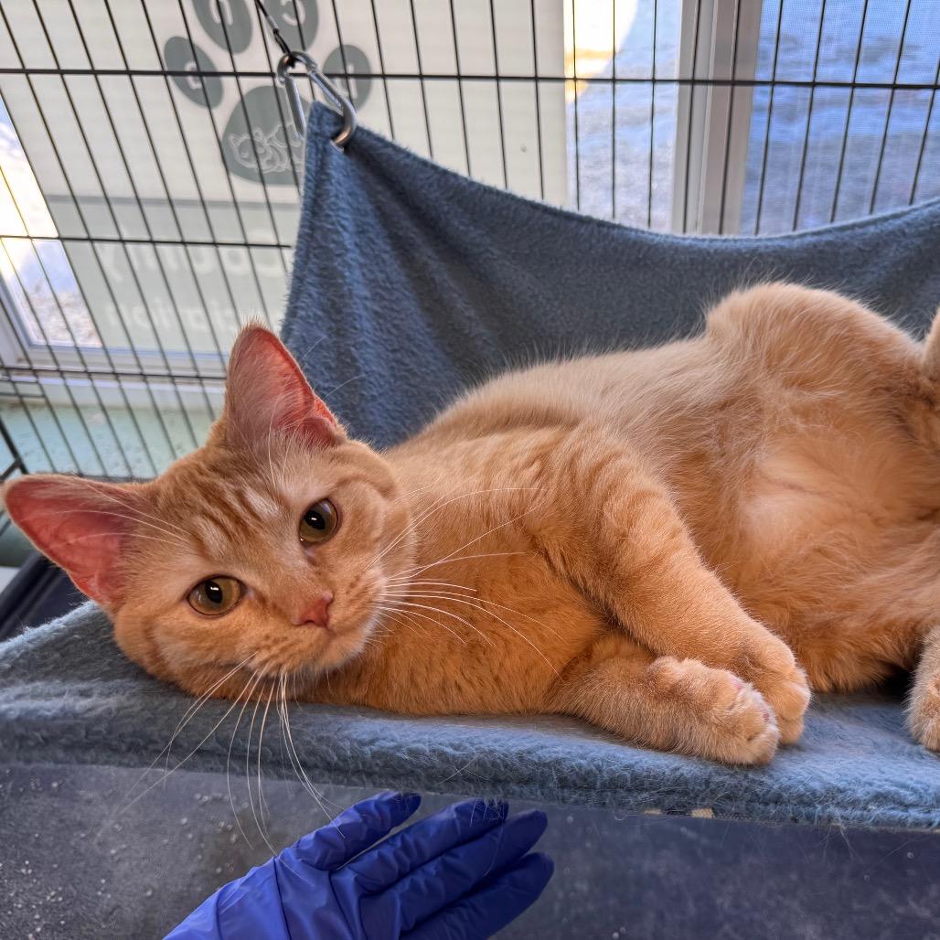 Mattingly, a Adoptable Domestic Medium Hair in Mondovi, WI image 1/3