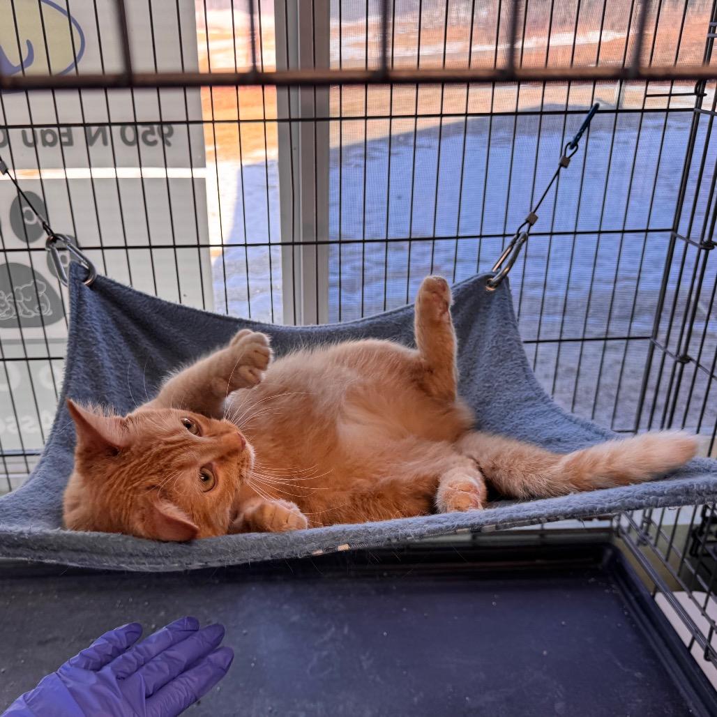 Mattingly, a Adoptable Domestic Medium Hair in Mondovi, WI image 2/3