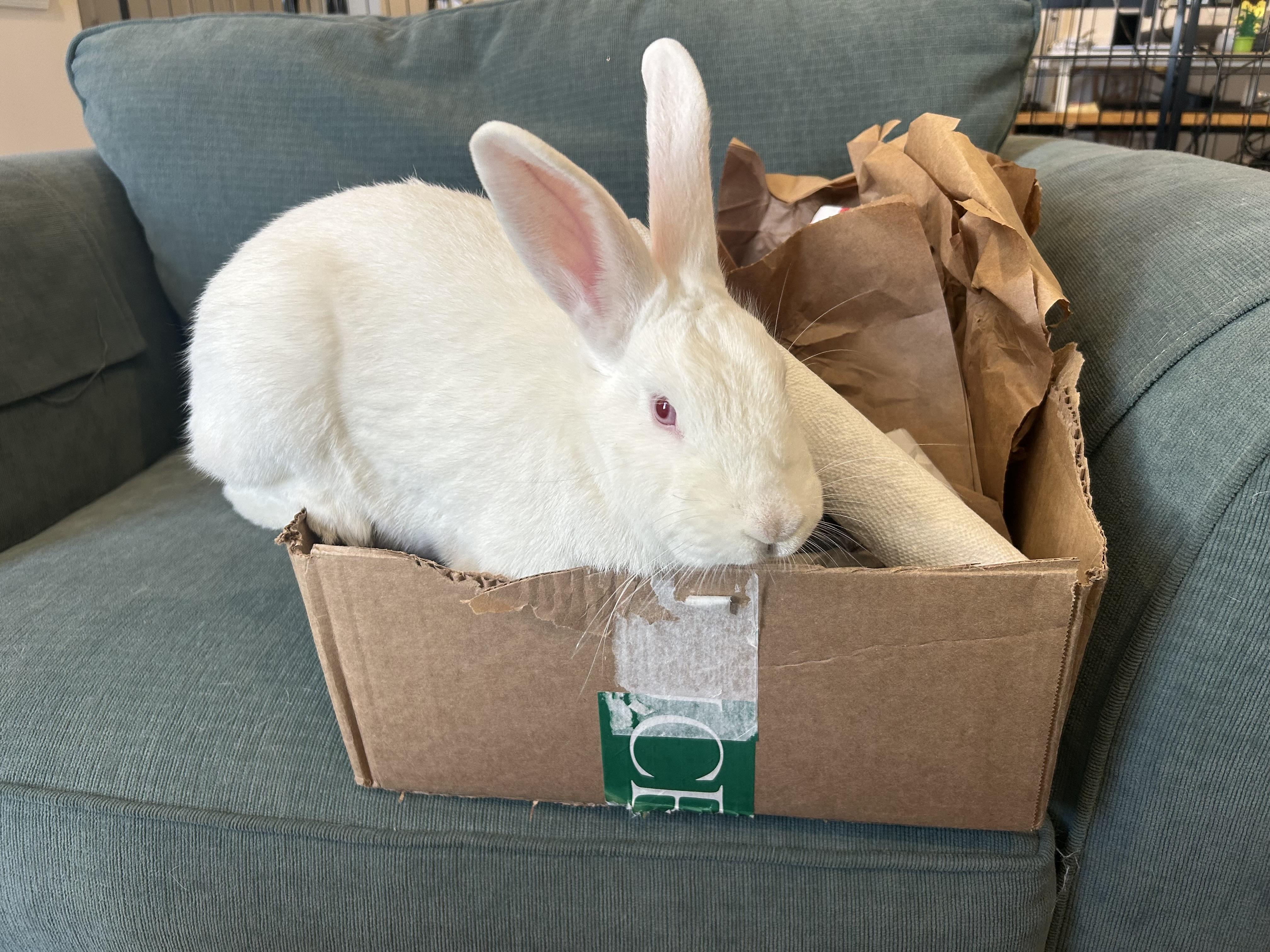 Sven, Adoptable, Adult Male New Zealand.