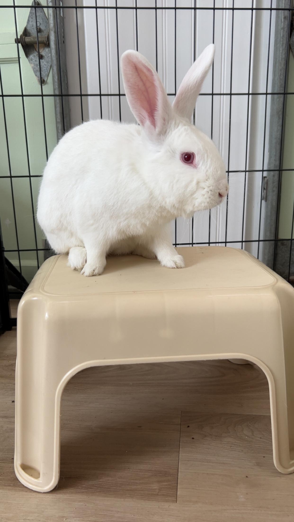 Sven, Adoptable, Adult Male New Zealand.