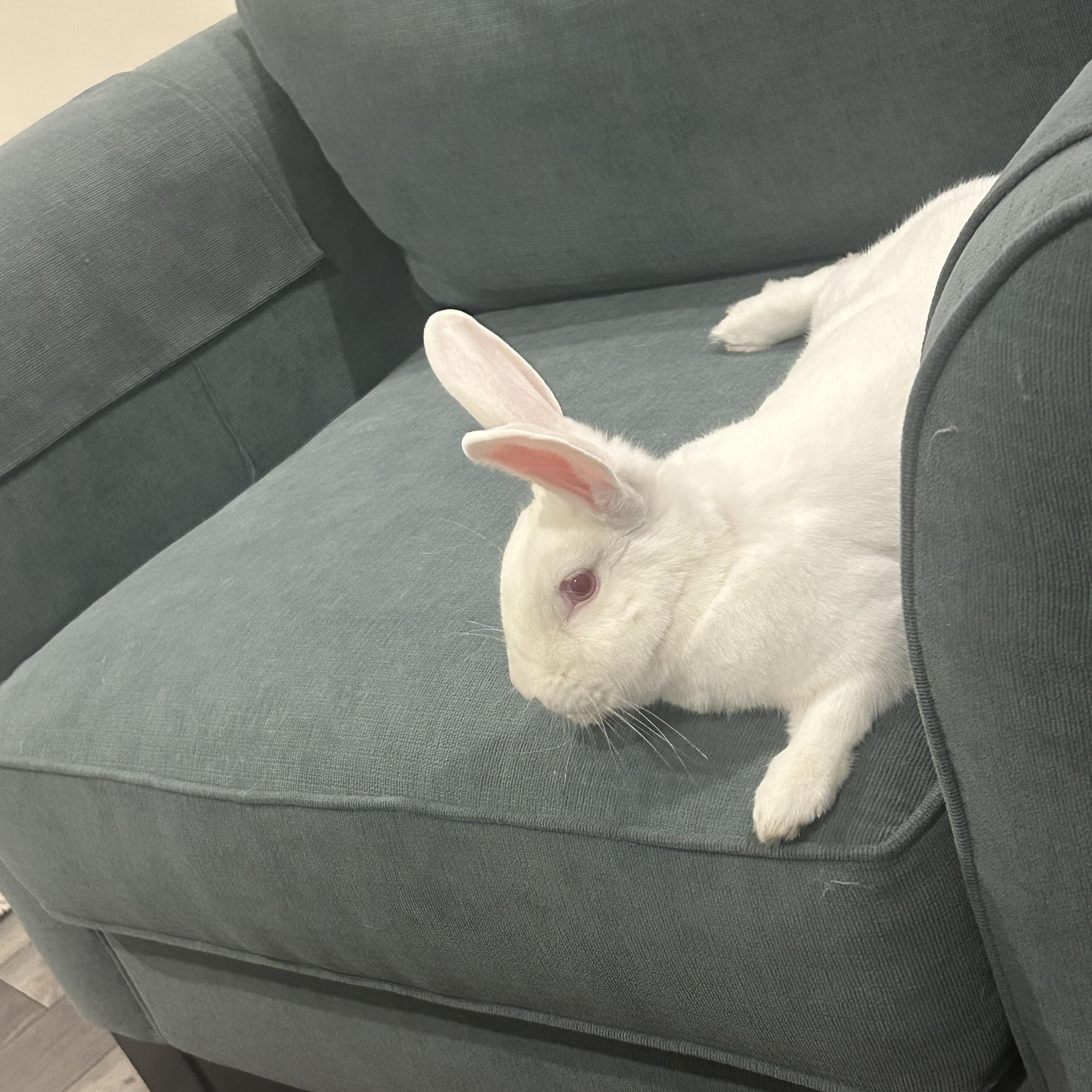 Enlarge Sven, a Adoptable mixed breed in Frederick, MD image 2/6