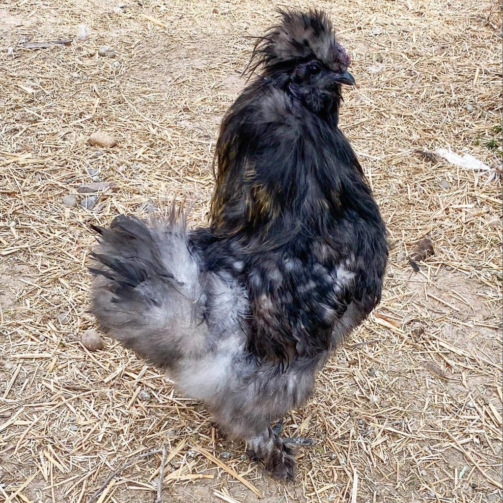 Enlarge Lieutenant Thunder, a Adoptable Chicken in Nampa, ID image 1/1