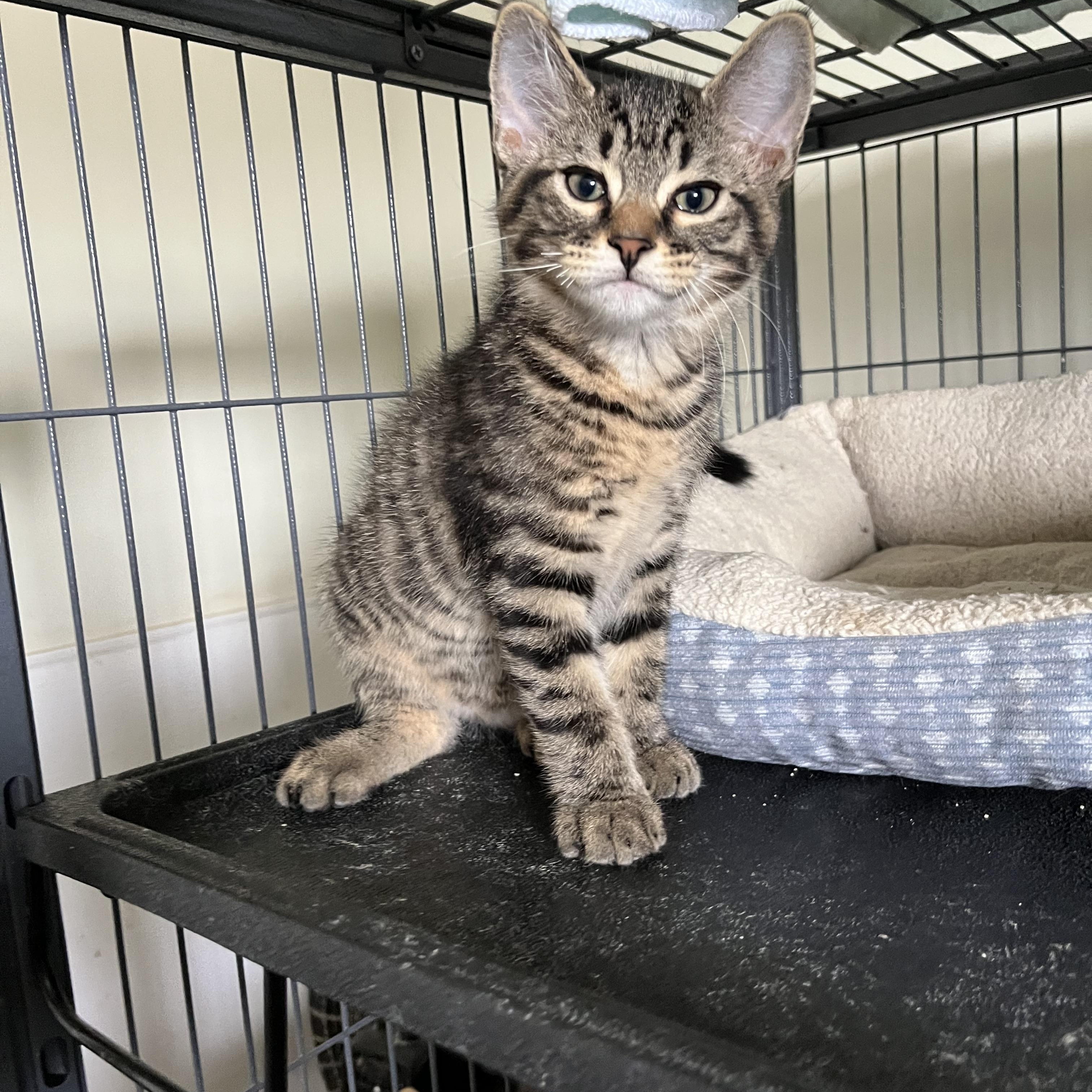 Chuco, ADOPTABLE, Kitten Male Domestic Short Hair.