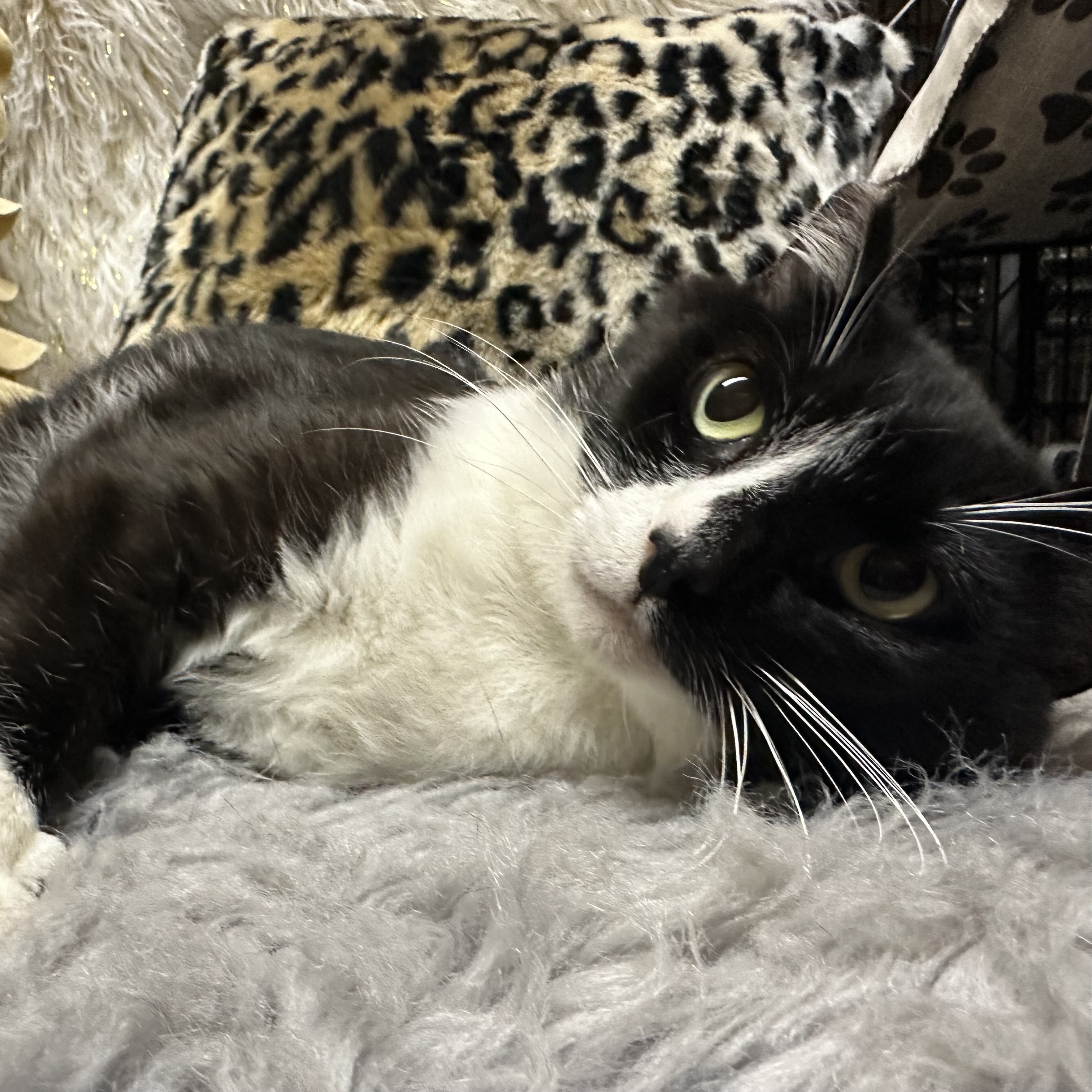 Charlie, an adoptable Tuxedo in Selah, WA, 98942 | Photo Image 4