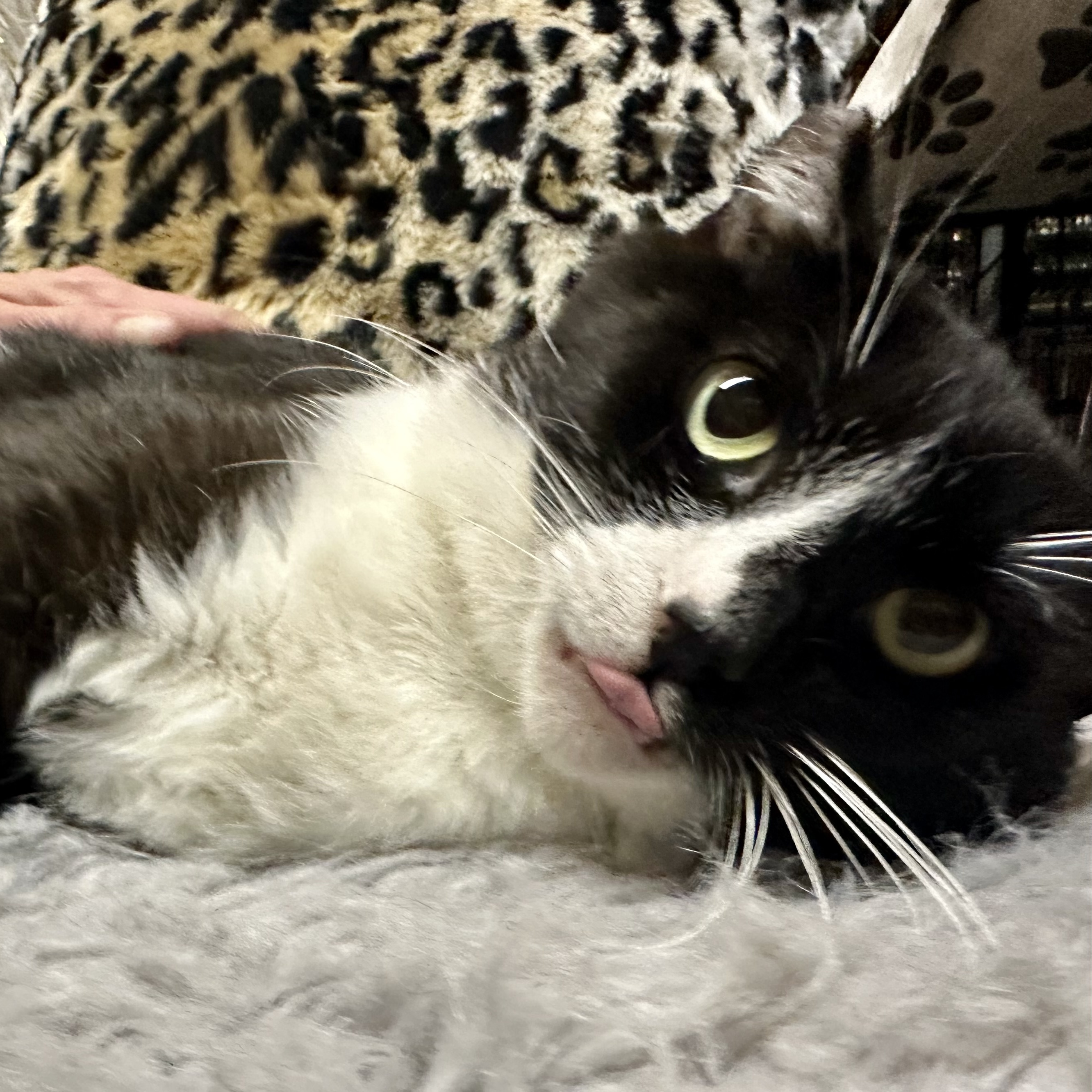 Charlie, an adoptable Tuxedo in Selah, WA, 98942 | Photo Image 2