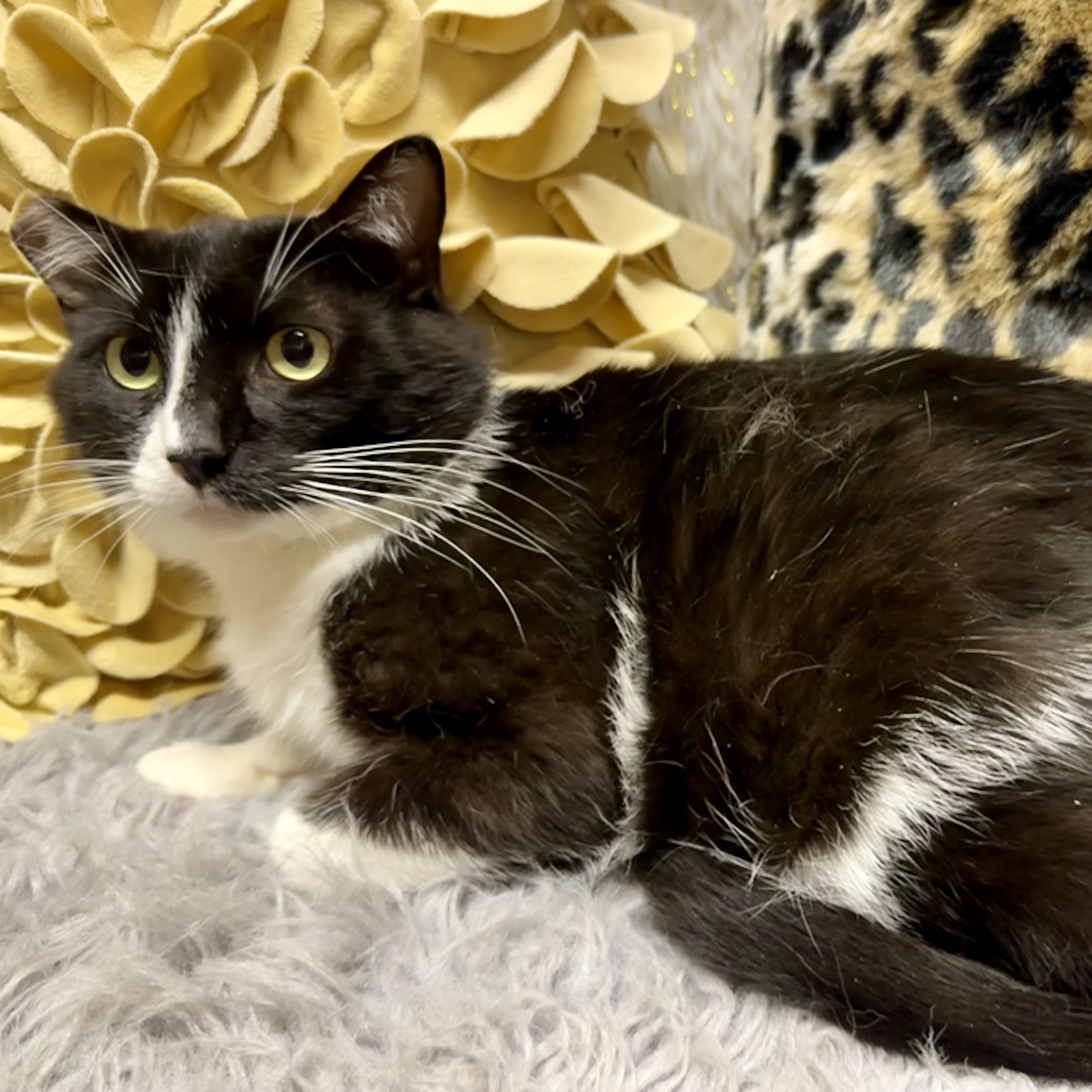 Charlie, an adoptable Tuxedo in Selah, WA, 98942 | Photo Image 1