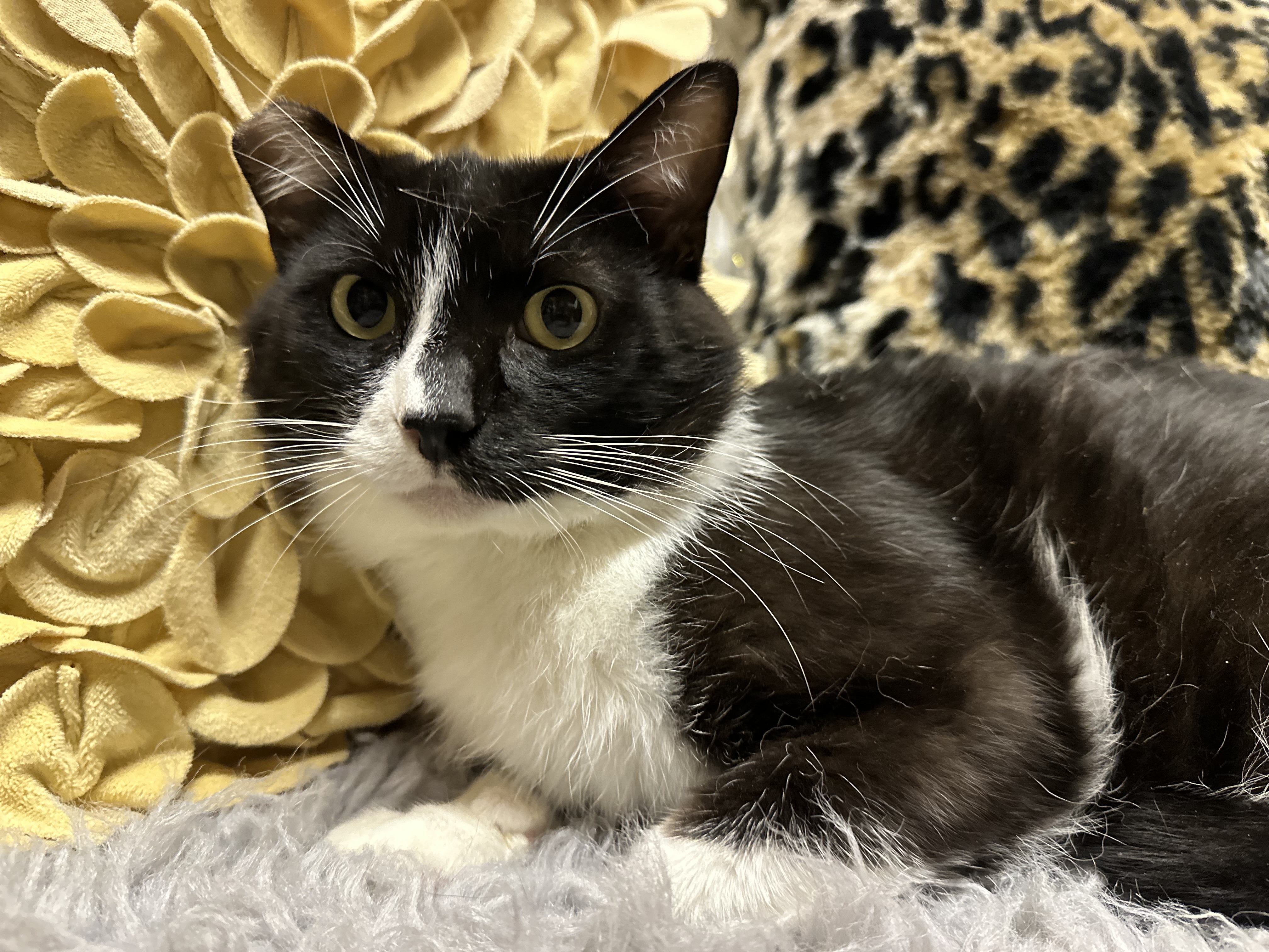 Charlie, an adoptable Tuxedo in Selah, WA, 98942 | Photo Image 3
