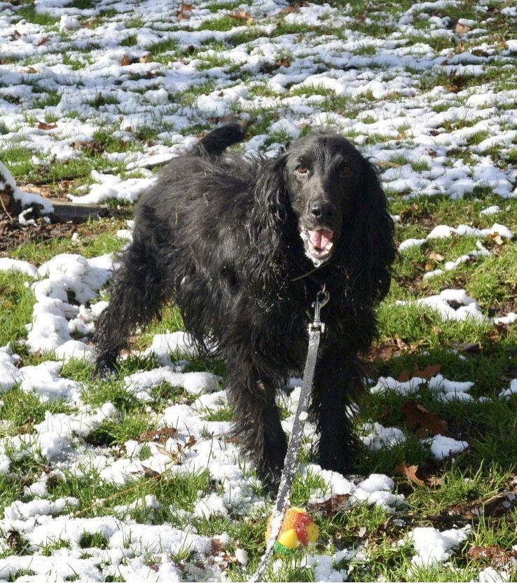 Charlie, Adoptable, Adult Male English Springer Spaniel & English Cocker Spaniel.