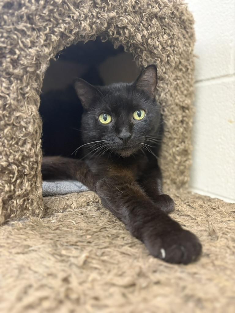 Enlarge Ember, a Adoptable Domestic Short Hair in Valparaiso, IN image 1/1