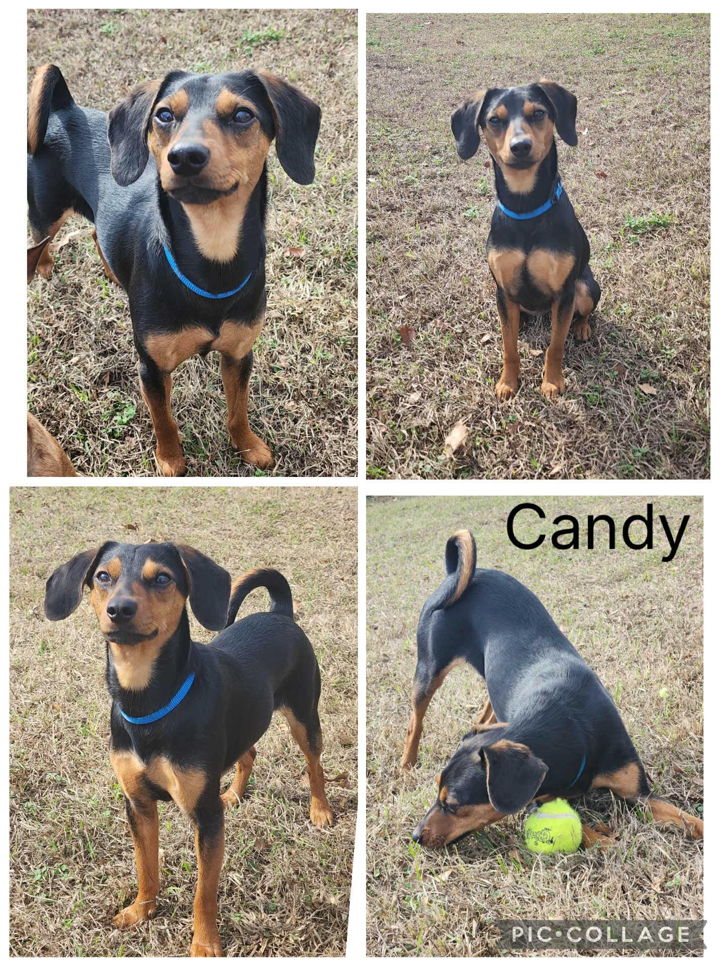 Enlarge Candy, a ADOPTABLE mixed breed in Enterprise, AL image 1/1