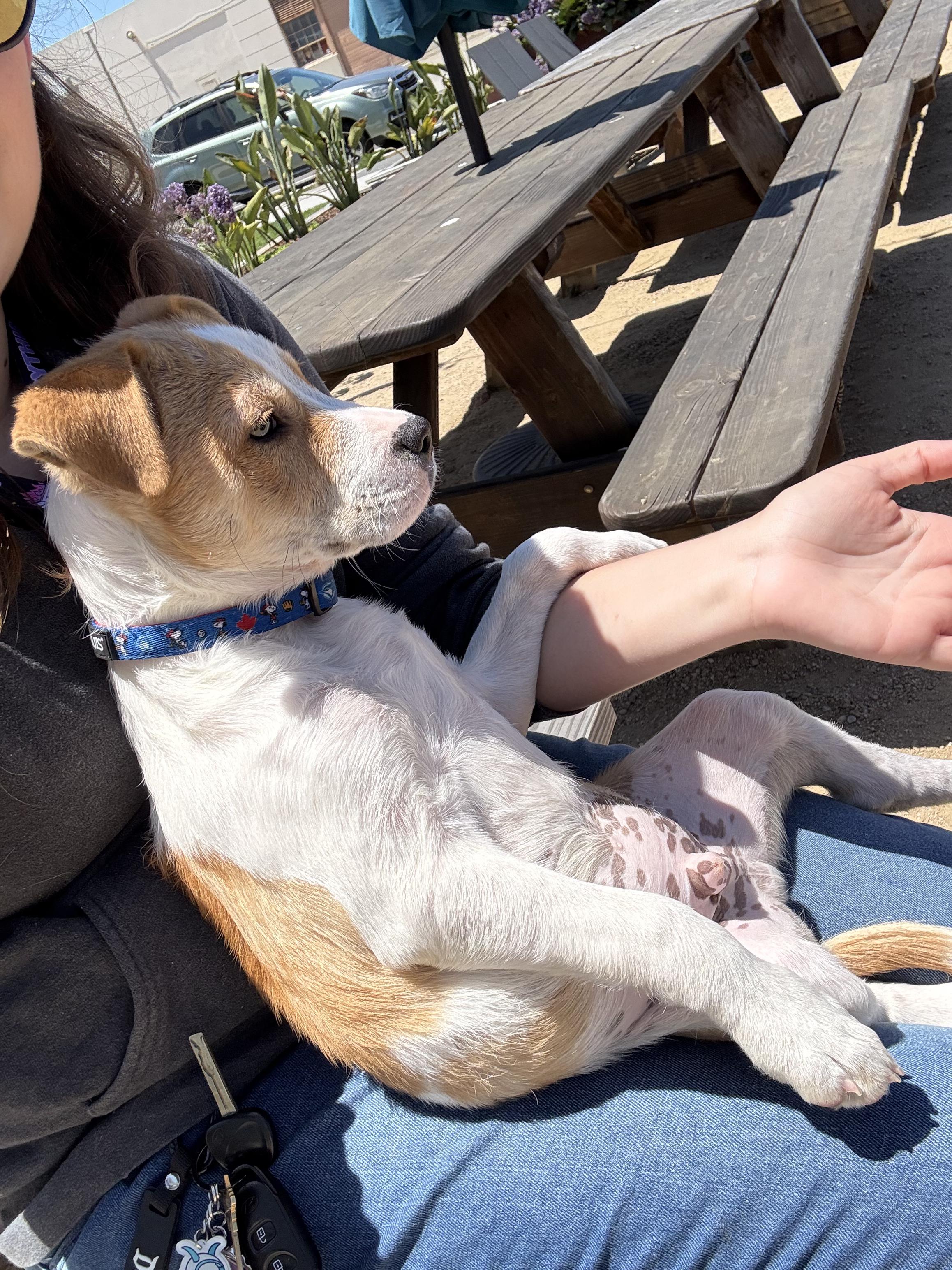 Shaggy, an adopted mixed breed in Napa, CA image 4/6