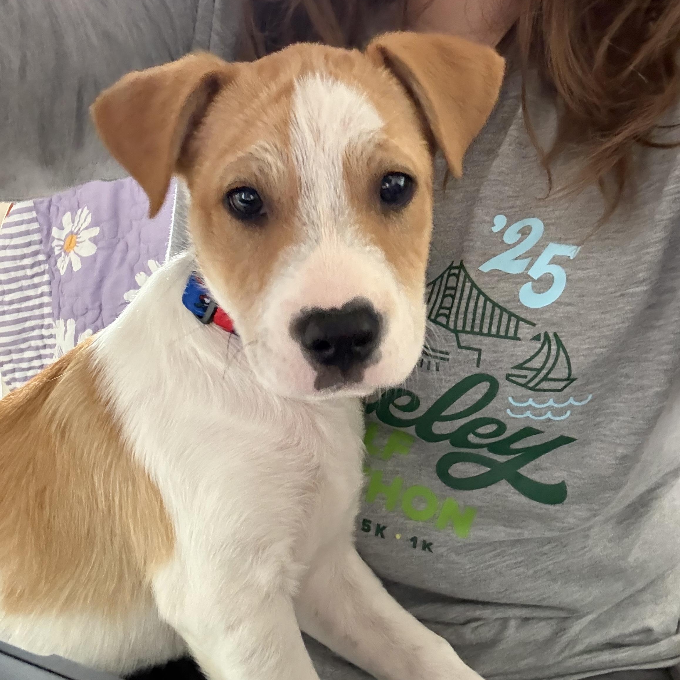 Shaggy, an adopted mixed breed in Napa, CA image 2/6